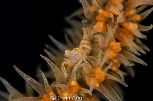 S L I D E 
Whip coral shrimp (Dasycaris zanzibarica)
An... by Irwin Ang 